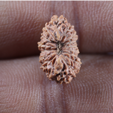 Load image into Gallery viewer, 17 Mukhi Rudraksha from Indonesia - Bead No. 275
