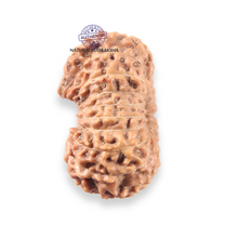 Load image into Gallery viewer, 17 Mukhi Rudraksha from Indonesia - Bead No. 275
