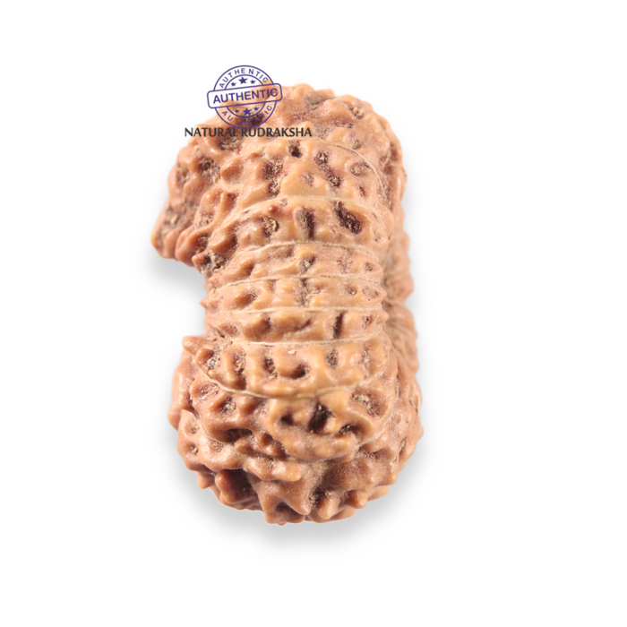 17 Mukhi Rudraksha from Indonesia - Bead No. 275