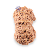 Load image into Gallery viewer, 17 Mukhi Rudraksha from Indonesia - Bead No. 275

