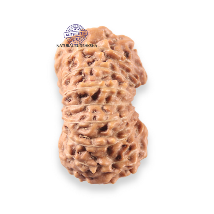 17 Mukhi Rudraksha from Indonesia - Bead No. 275