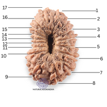 Load image into Gallery viewer, 17 Mukhi Rudraksha from Indonesia - Bead No. 276
