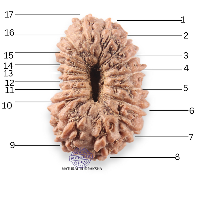 17 Mukhi Rudraksha from Indonesia - Bead No. 276