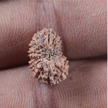Load image into Gallery viewer, 17 Mukhi Rudraksha from Indonesia - Bead No. 276
