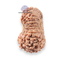 Load image into Gallery viewer, 17 Mukhi Rudraksha from Indonesia - Bead No. 276
