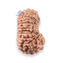 Load image into Gallery viewer, 17 Mukhi Rudraksha from Indonesia - Bead No. 276
