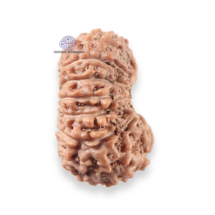 17 Mukhi Rudraksha from Indonesia - Bead No. 276
