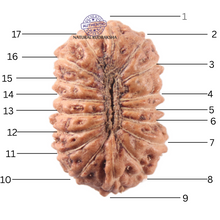 Load image into Gallery viewer, 17 Mukhi Rudraksha from Indonesia - Bead No. 277
