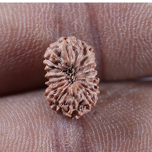 Load image into Gallery viewer, 17 Mukhi Rudraksha from Indonesia - Bead No. 277
