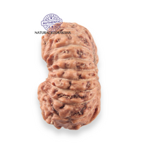 Load image into Gallery viewer, 17 Mukhi Rudraksha from Indonesia - Bead No. 277
