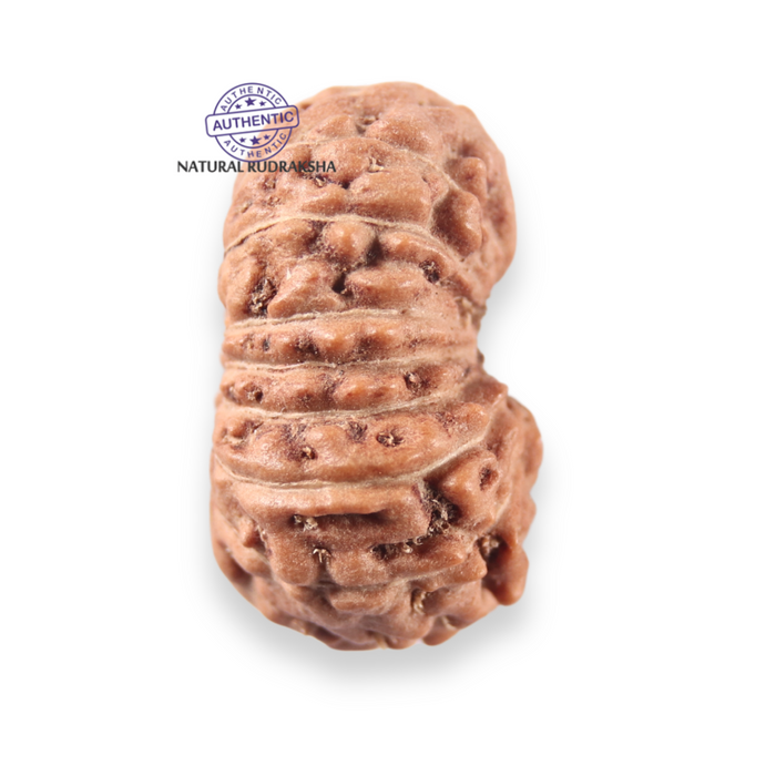 17 Mukhi Rudraksha from Indonesia - Bead No. 277