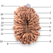 Load image into Gallery viewer, 17 Mukhi Rudraksha from Indonesia - Bead No. 278
