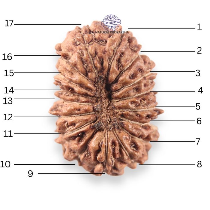 17 Mukhi Rudraksha from Indonesia - Bead No. 278