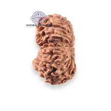 Load image into Gallery viewer, 17 Mukhi Rudraksha from Indonesia - Bead No. 278
