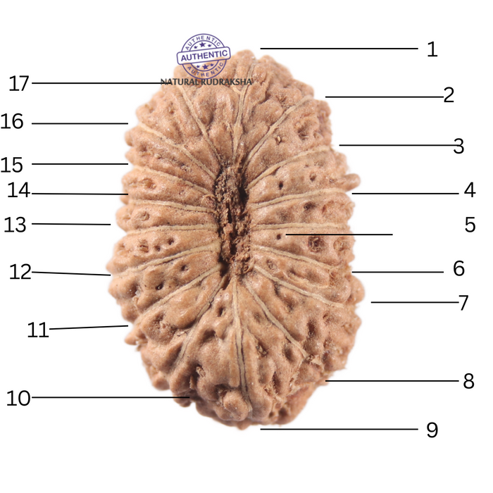 17 Mukhi Rudraksha from Indonesia - Bead No. 279