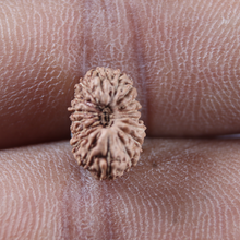 Load image into Gallery viewer, 17 Mukhi Rudraksha from Indonesia - Bead No. 279
