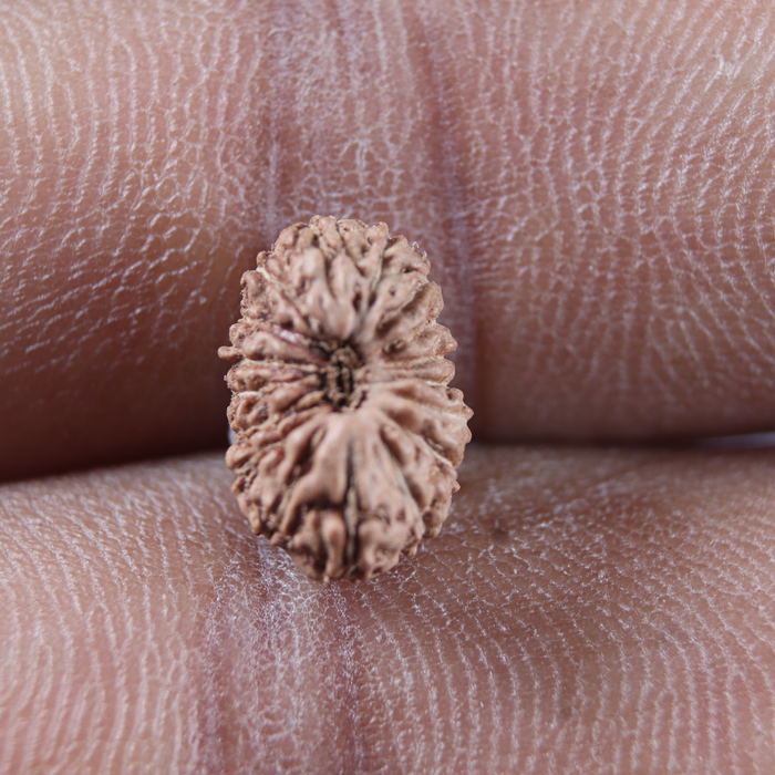 17 Mukhi Rudraksha from Indonesia - Bead No. 279