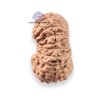 Load image into Gallery viewer, 17 Mukhi Rudraksha from Indonesia - Bead No. 279
