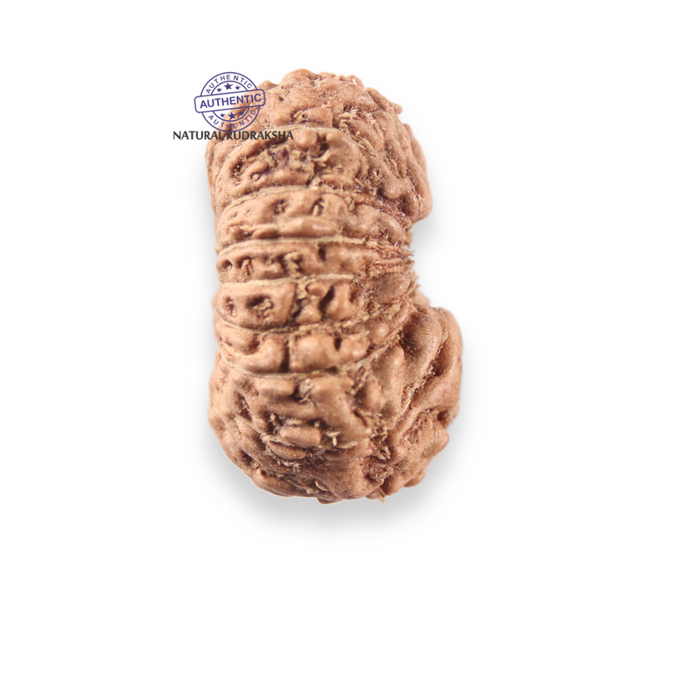 17 Mukhi Rudraksha from Indonesia - Bead No. 279