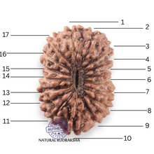 Load image into Gallery viewer, 17 Mukhi Rudraksha from Indonesia - Bead No. 280
