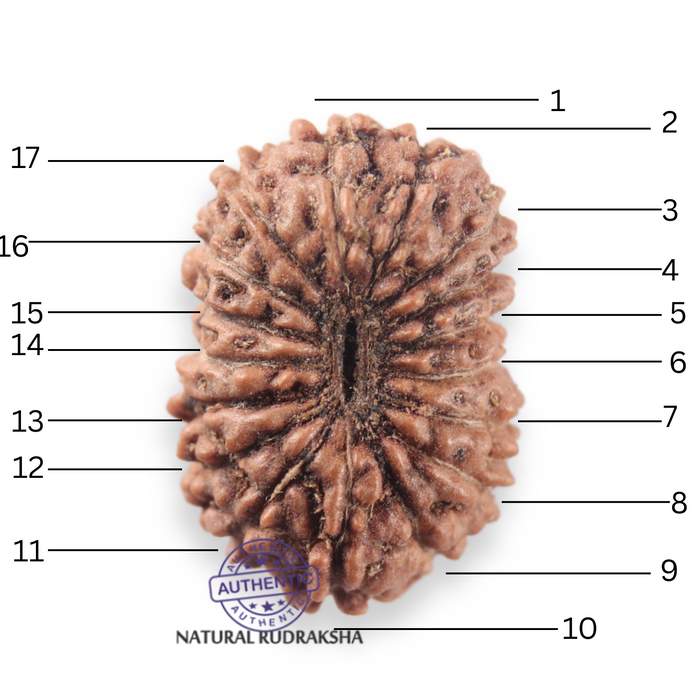 17 Mukhi Rudraksha from Indonesia - Bead No. 280