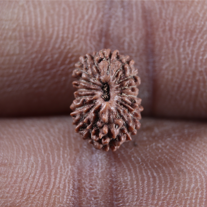 17 Mukhi Rudraksha from Indonesia - Bead No. 280