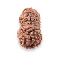 Load image into Gallery viewer, 17 Mukhi Rudraksha from Indonesia - Bead No. 280
