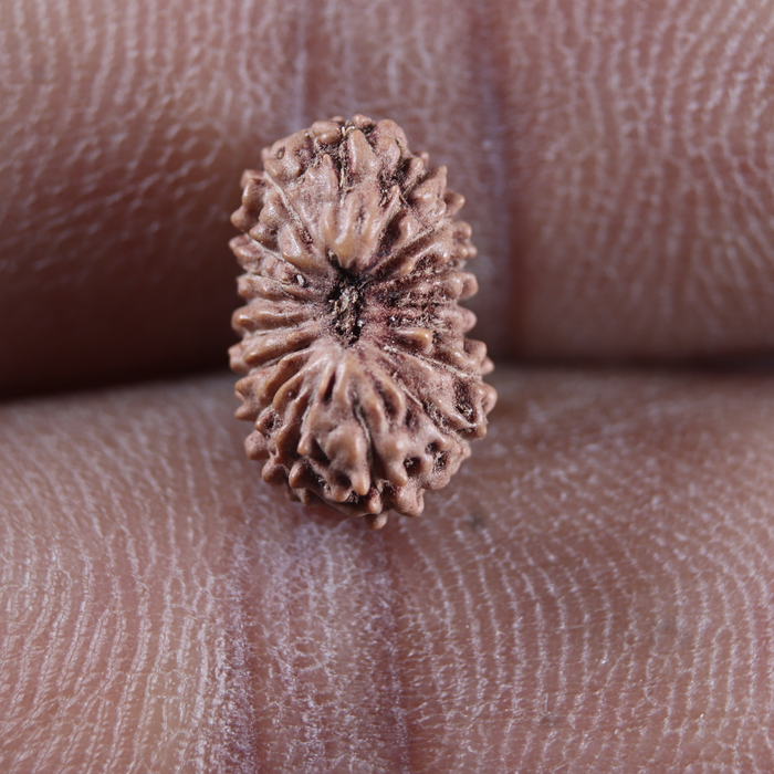 17 Mukhi Rudraksha from Indonesia - Bead No. 281