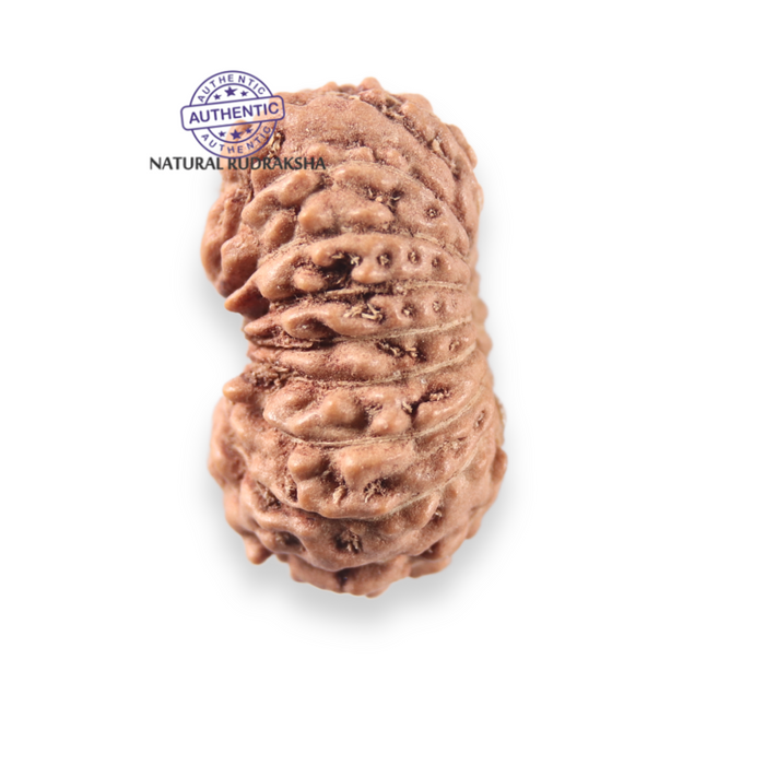 17 Mukhi Rudraksha from Indonesia - Bead No. 281