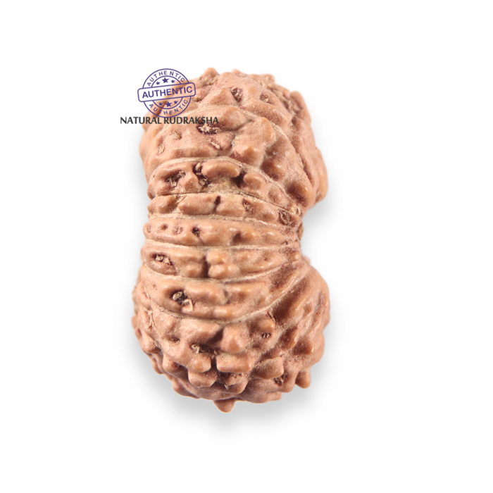 17 Mukhi Rudraksha from Indonesia - Bead No. 281