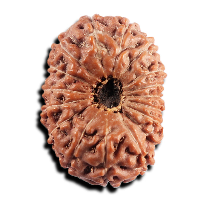 17 Mukhi Rudraksha from Indonesia - Bead No. 232