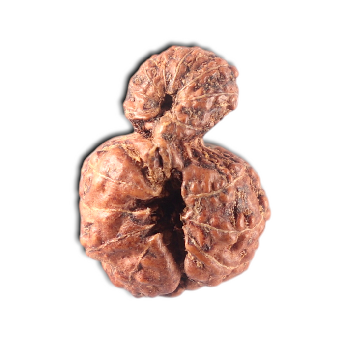 Indonesian Garbh Gauri Rudraksha - Bead No. 18