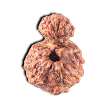 Load image into Gallery viewer, Indonesian Garbh Gauri Rudraksha - Bead No. 18
