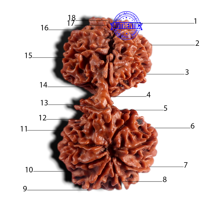 18 Mukhi Gaurishankar Rudraksha from Nepal - Bead No. 60