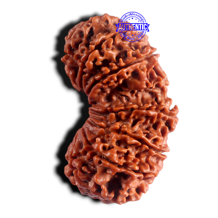 18 Mukhi Gaurishankar Rudraksha from Nepal - Bead No. 60