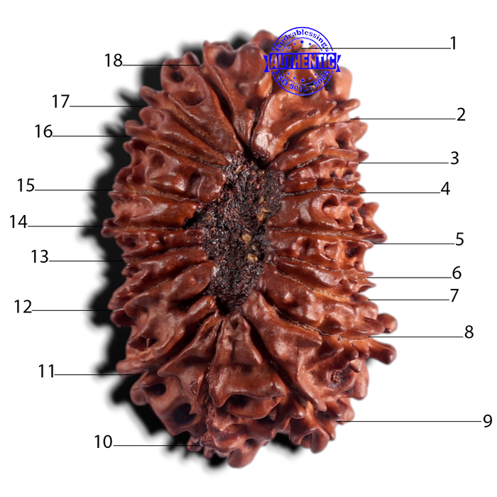 18 Mukhi Rudraksha from Nepal - Bead No. 56