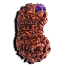 Load image into Gallery viewer, 18 Mukhi Rudraksha from Nepal - Bead No. 56
