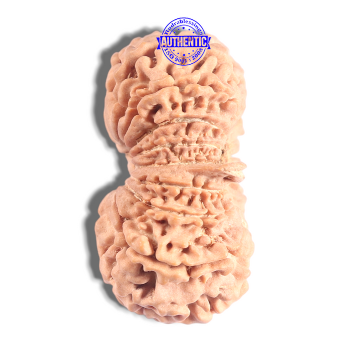18 Mukhi Ganesh Rudraksha from Nepal - Bead No. 61