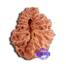 Load image into Gallery viewer, 18 Mukhi Rudraksha from Indonesia - Bead No. 196
