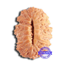 Load image into Gallery viewer, 18 Mukhi Rudraksha from Indonesia - Bead No. 201
