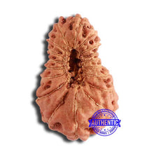 Load image into Gallery viewer, 18 Mukhi Rudraksha from Indonesia - Bead No. 202
