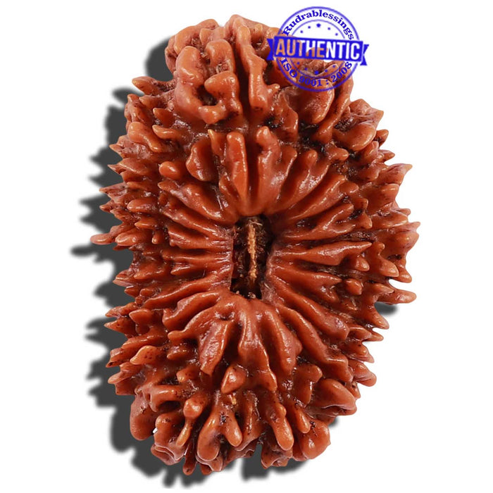 18 Mukhi Rudraksha from Nepal - Bead No. 47
