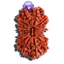 Load image into Gallery viewer, 18 Mukhi Rudraksha from Nepal - Bead No. 52
