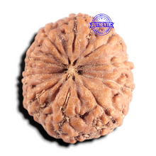 Load image into Gallery viewer, 10 Mukhi Rudraksha from Indonesia - Bead No. 18

