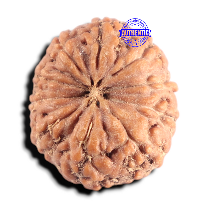 10 Mukhi Rudraksha from Indonesia - Bead No. 18