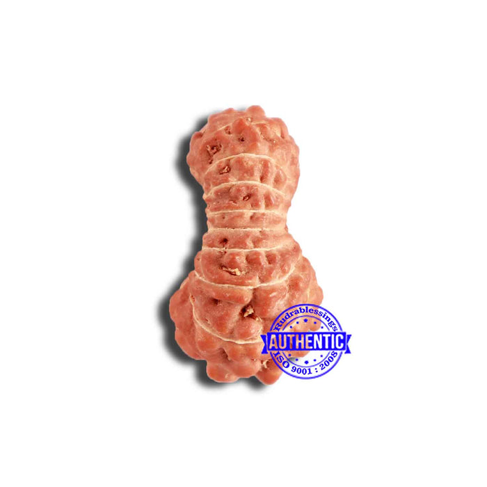 18 Mukhi Rudraksha from Indonesia - Bead No. 212