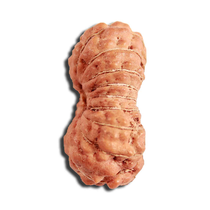 18 Mukhi Rudraksha from Indonesia - Bead No. 223