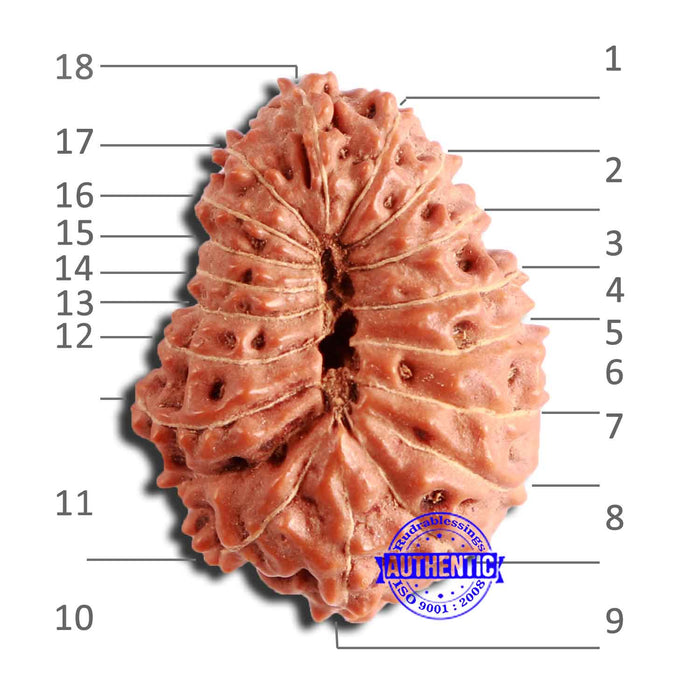 18 Mukhi Rudraksha from Indonesia - Bead No. 227