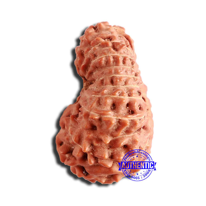 18 Mukhi Rudraksha from Indonesia - Bead No. 227