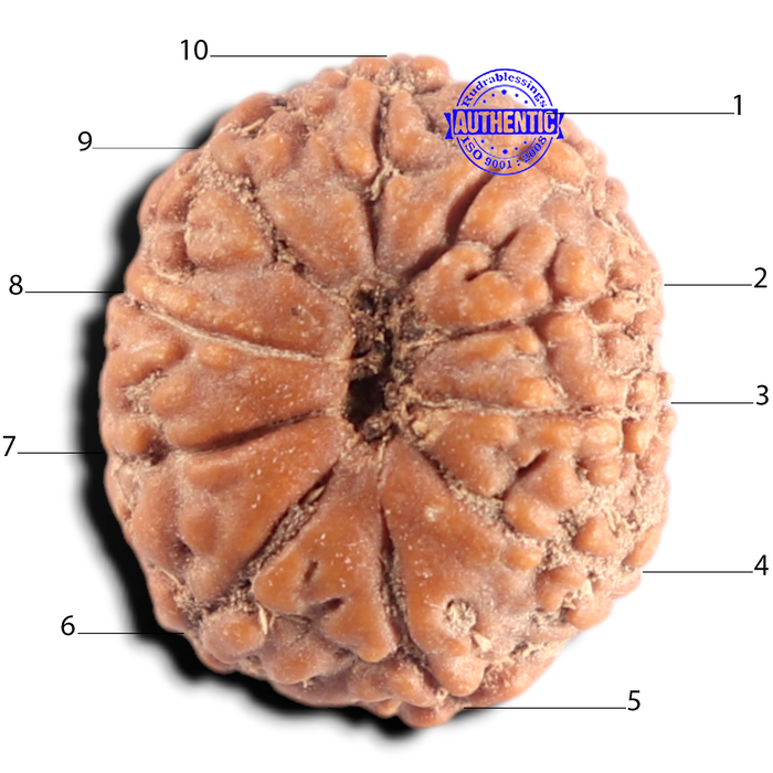 10 Mukhi Rudraksha from Indonesia - Bead No. 18